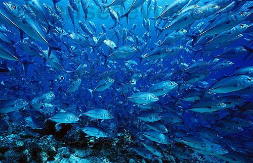 sipadan_021.jpg