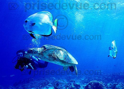 sipadan_023.jpg