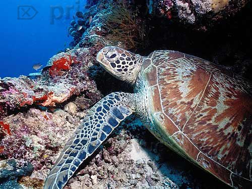 sipadan_026.jpg