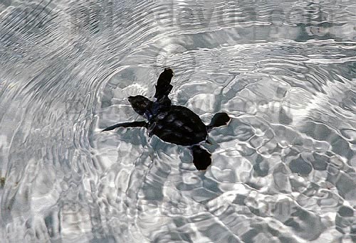 sipadan_003.jpg