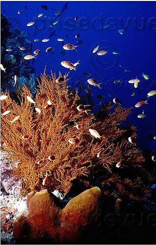 sipadan_030.jpg
