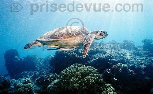sipadan_031.jpg