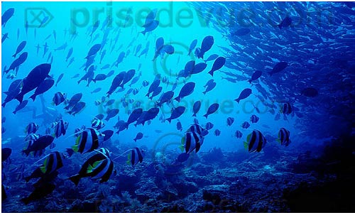sipadan_034.jpg