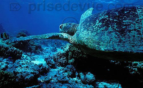 sipadan_036.jpg