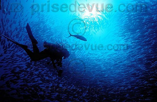 sipadan_038.jpg