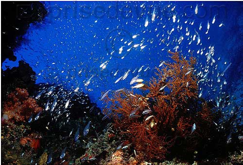sipadan_039.jpg