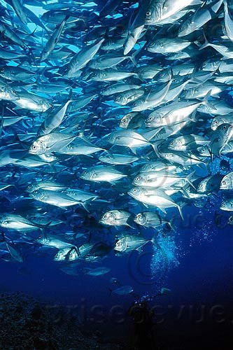 sipadan_041.jpg