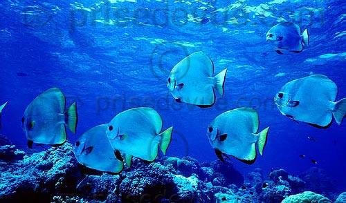 sipadan_043.jpg