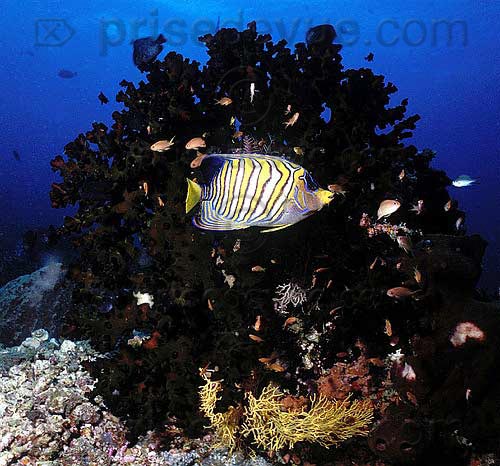 sipadan_046.jpg