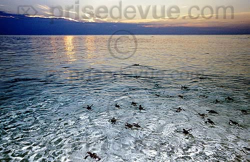 sipadan_005.jpg
