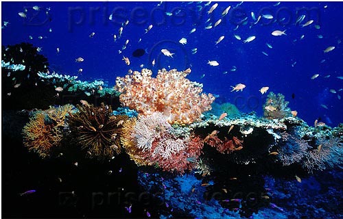 sipadan_052.jpg