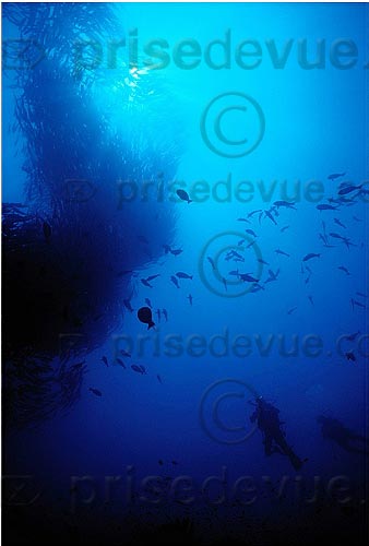 sipadan_054.jpg