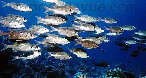 sipadan_056.jpg