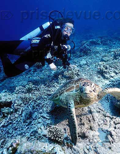 sipadan_057.jpg