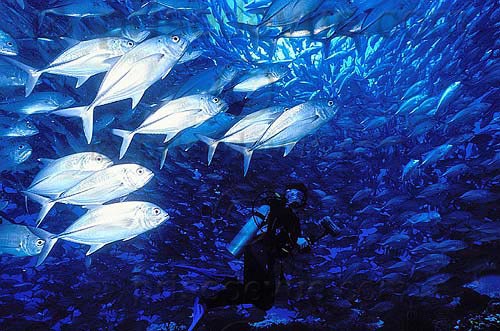 sipadan_059.jpg