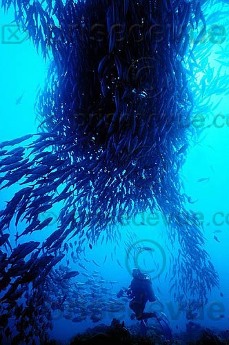 sipadan_006.jpg