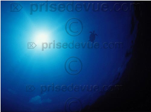 sipadan_061.jpg