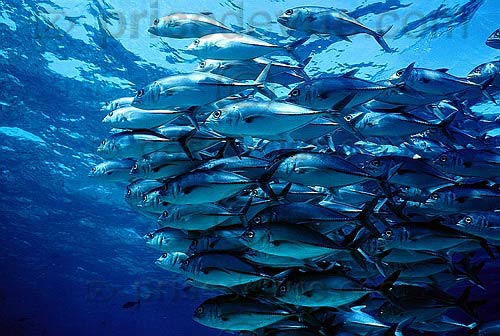 sipadan_008.jpg