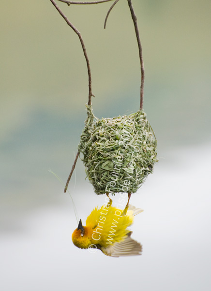 tisserands_10