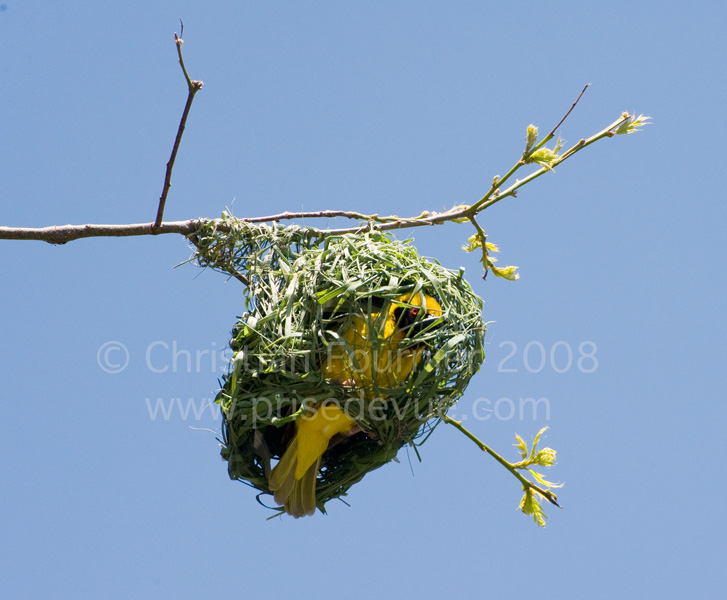 tisserands_11