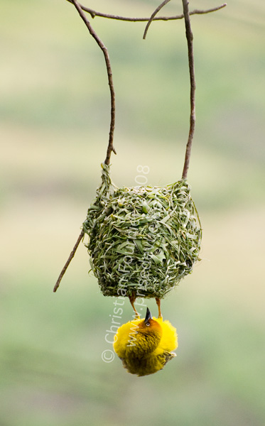 tisserands_24