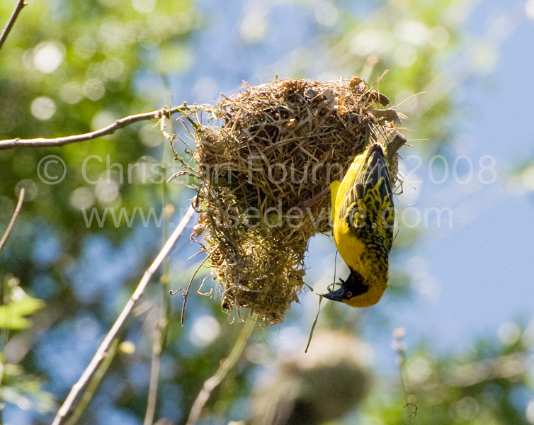 tisserands_32