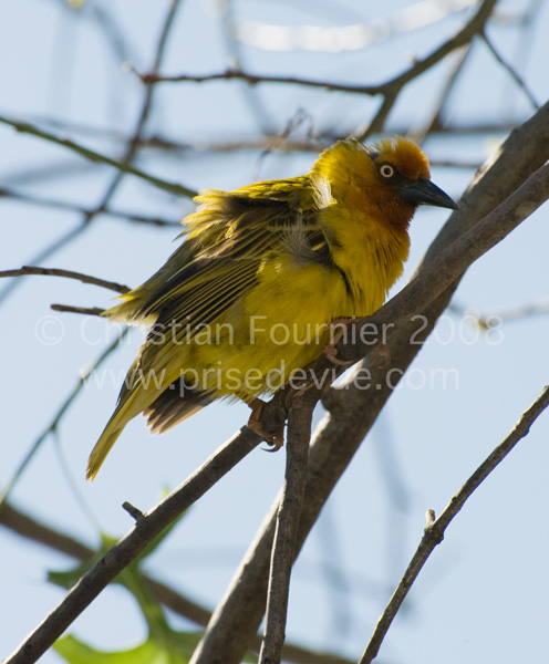 tisserands_34