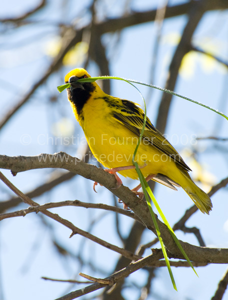 tisserands_38