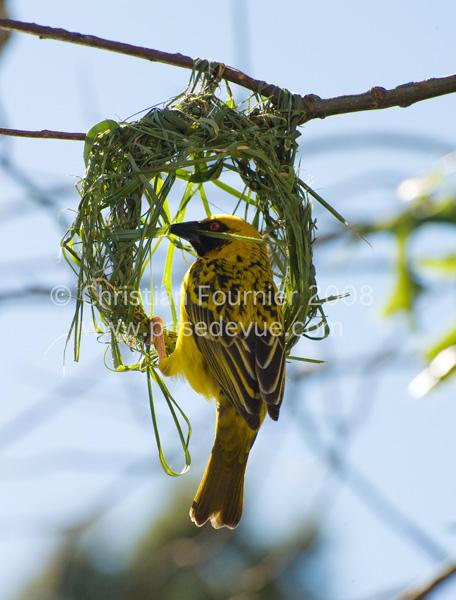 tisserands_05