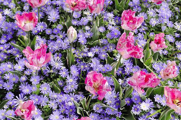 tulipes010
