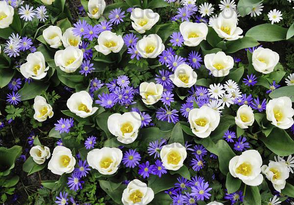 tulipes011