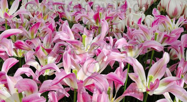 tulipes012