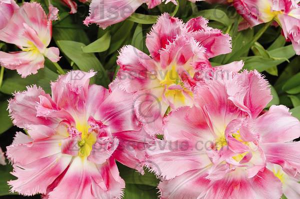 tulipes015