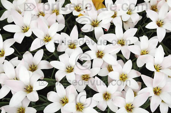 tulipes019