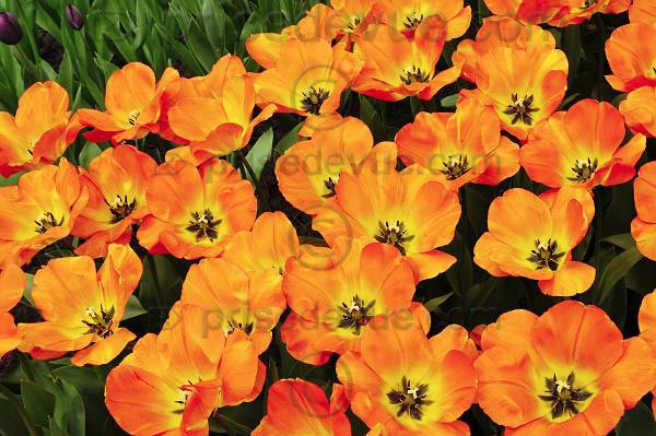 tulipes021