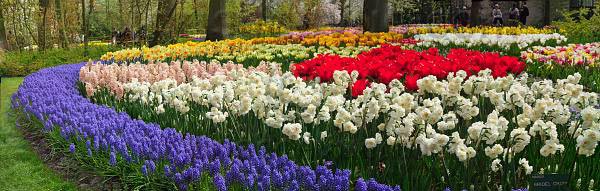 tulipes023