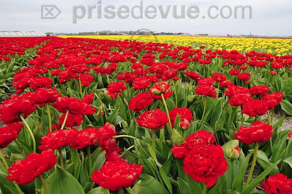tulipes025