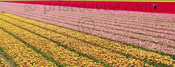 tulipes027