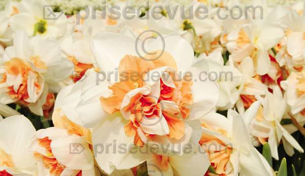 tulipes007