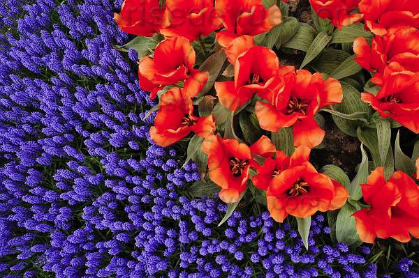 tulipes009